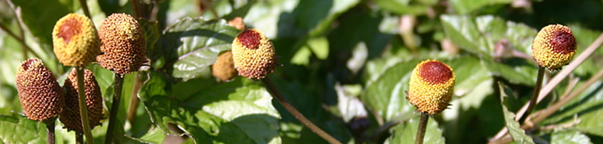 wide spilanthes Spilanthes oleracea, "the toothache plant"