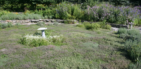 thyme at avena botanicals photo by orna izakson.
