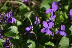 viola viola