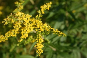 Fall-blooming goldenrod (Solidago canadensis) is a common cause of seasonal allergies.