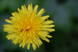 Taraxicum officinale