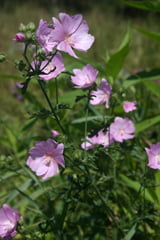 malva neglecta malva neglecta