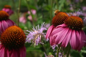 bee